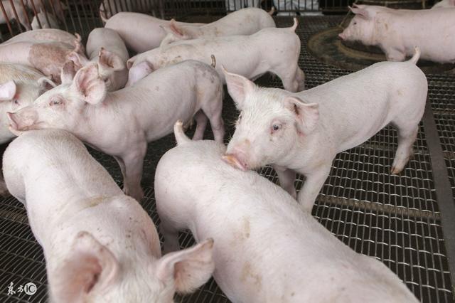 养猪场猪粪处理的新法子